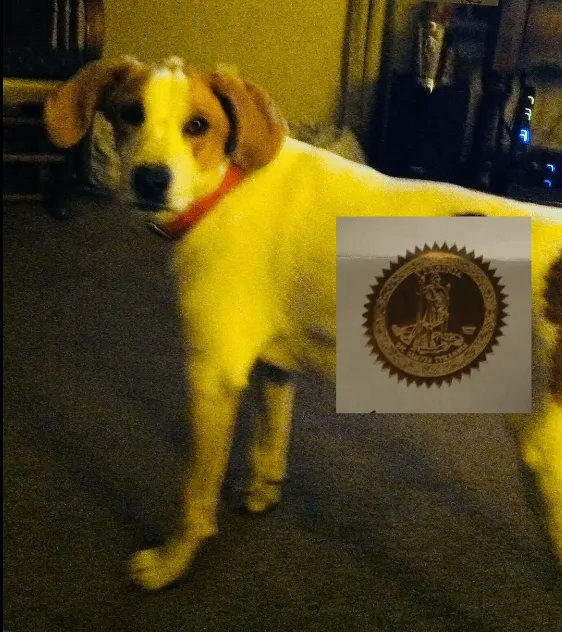 Virginia Governor Restores Voting Rights to Dead Dog Named Biscuit