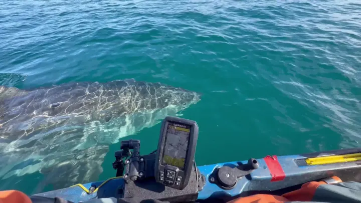Great White Shark Startles Kayaker Off California Coast