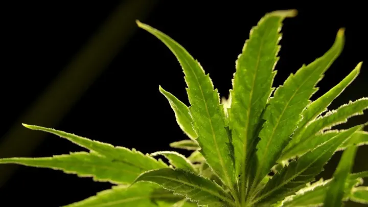New Study Links Marijuana Use to Higher Violence Risk