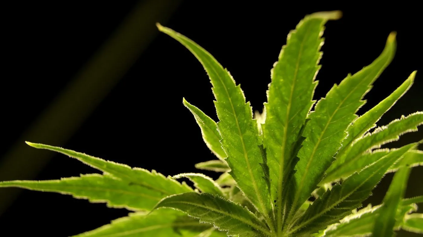 New Study Links Marijuana Use to Higher Violence Risk