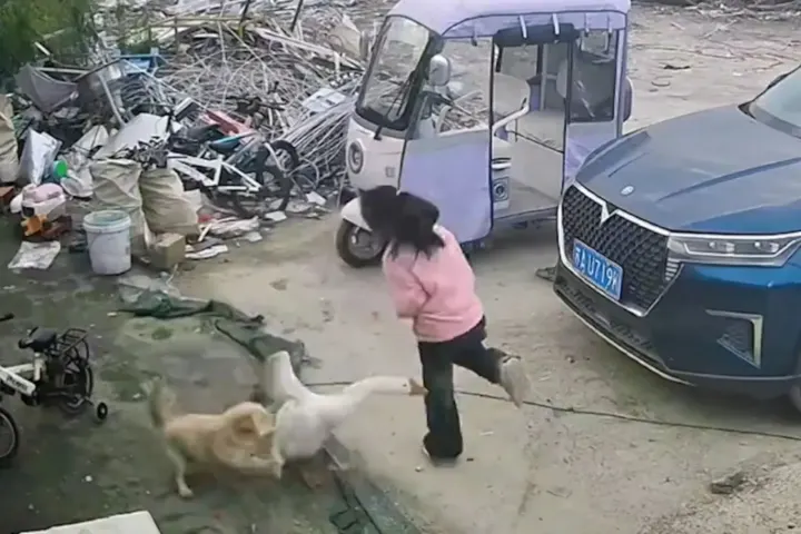 Brave Puppy Saves 9-Year-Old From Goose Attack in Zhenjiang