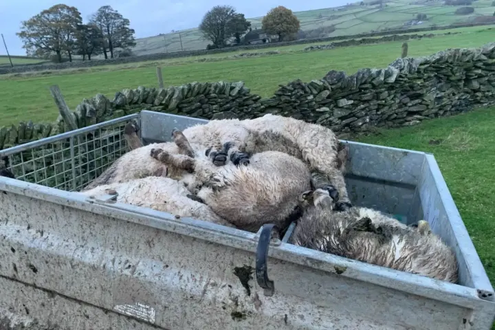 Holme Moss Sheep Deaths: 28 Animals Found Dead, Some with Bite Marks