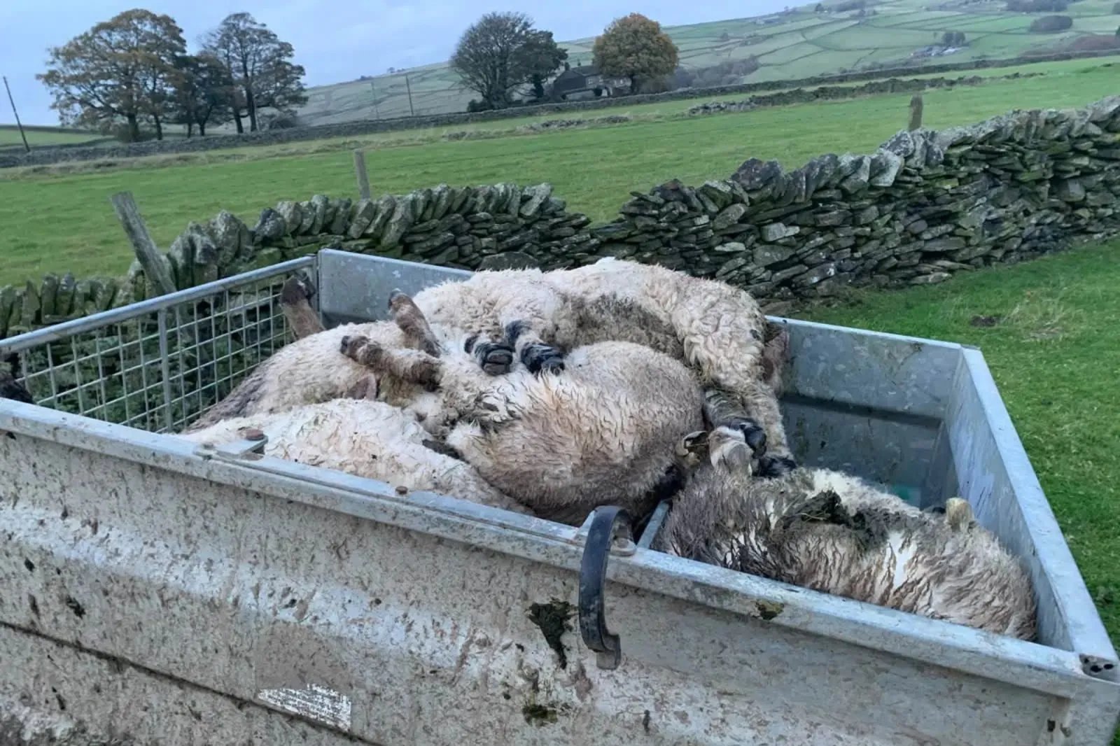 Holme Moss Sheep Deaths: 28 Animals Found Dead, Some with Bite Marks