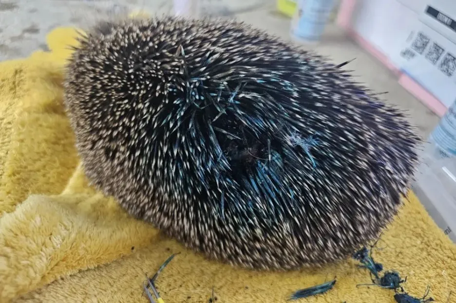 Hedgehog Dies After Spray-Painted Blue in West Yorkshire